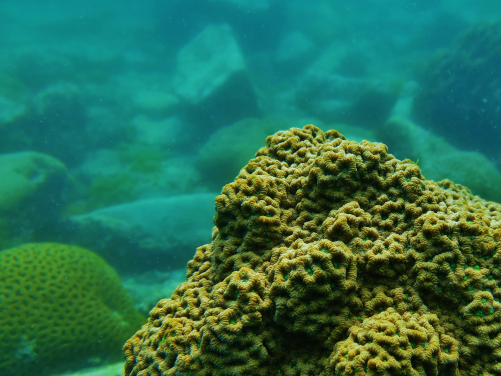 File: Coral Favites.JPG
Credit: Dr. Philip D. Thompson 
Caption: The large-polyped coral Favites abdita